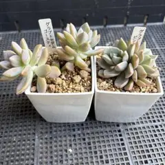 ポロン様 リクエスト 3点 まとめ商品