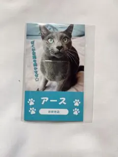 猫カフェMOCHA 吉祥寺店 総選挙 にゃんず名刺