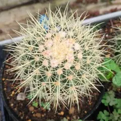 ゴルファーノリック様 リクエスト 4点 まとめ商品