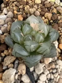 ハオルチア　オブツーサ錦　水中月錦