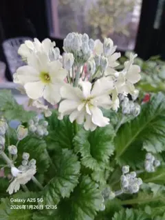 ひるねこ様 リクエスト 2点 まとめ商品