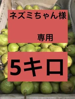 ④ ネズミちゃん様専用5キロ