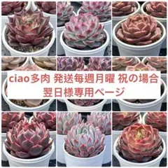 多肉植物　エケベリア　販売会　ciao多肉様　専用ページ