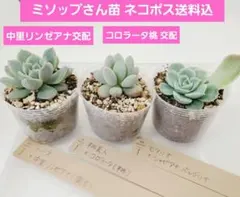 miso苗⭐️メキポル×(ヒューミリス×(ライオネス×コロラータ))⭐️ミソ苗 2025年最新】ミソップ ミソ苗の人気アイテム - メルカリ