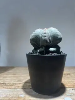 アストロフィツム　鸞鳳玉(ランポー玉)