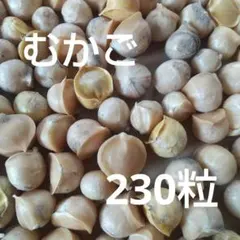 ジャンボニンニク (むかご) (230粒)のサムネイル