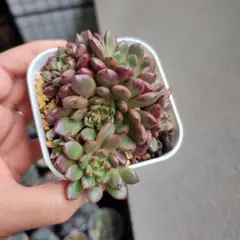 アリエル綴化 大苗 抜き 多肉植物 - メルカリ