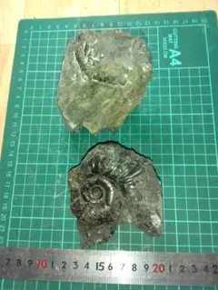 北海道占冠村産　アンモナイト　ハウエリセラス複数入り　化石 北海道占冠村産 アンモナイト ハウエリセラス複数入り 化石