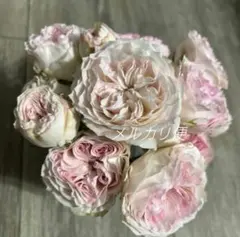 ❀ご購入前にコメントお願い致します❀ バラ 苗 切り花品種 小苗 p