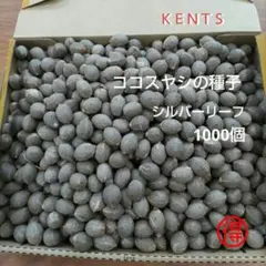 ココスヤシ種子　シルバーリーフ1000個　観葉植物 ココスヤシの種子 シルバーリーフ1000個 観葉植物 - メルカリ
