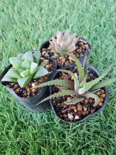 【多肉植物】ハオルチア 抜き苗セット i5