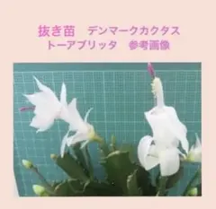 B／抜き苗3本：ブリッタ　シャコバサボテン　デンマークカクタス　多肉植物のサムネイル