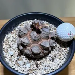 亀甲竜　塊根幅約9.5cm 現品鉢ごと発送のサムネイル