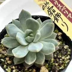 メルカリ便】 珊瑚の花 ミックスベリア 多肉植物 おらいさん苗 - メルカリ