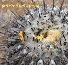 輸入株　Copiapoa　コピアポア シネレア　黒王丸　厳選種子　10粒のサムネイル