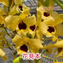 Bell様 リクエスト 3点 まとめ商品