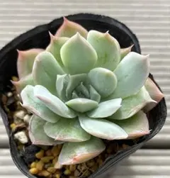 多肉植物 ウエディングベル ミックスベリア札なし - メルカリ