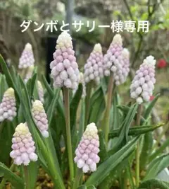 ダンボとサリー様専用