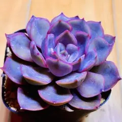 サボテン相談室コロラータ　ヘラルド紫タイプ札付き　メルカリ便発送 札落ち コロラータ 土付き発送 多肉 - メルカリ