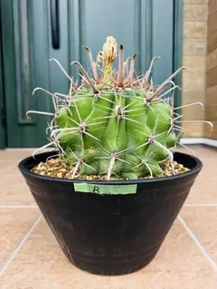 2025年最新】金冠竜の人気アイテム - メルカリ