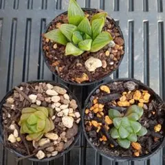 No.3　ハオルチア3種類　抜き苗　多肉植物