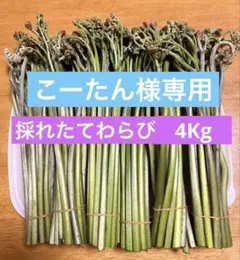 わらび4ｋｇ＋αこーたん様専用
