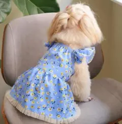 小型犬用 花柄フリルドレス 青色