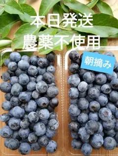 400g 農薬不使用 小~中粒　生ブルーベリー 常温発送　愛媛県産 ネコポス