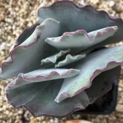 kinso様 リクエスト 2点 まとめ商品