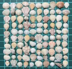 貝殻セット 多様なサイズと色