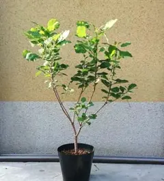 スモークツリー　5号　ピンクパール uni2026