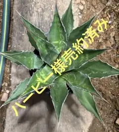 アガベ モンタナ　即戦力株 アガベ モンタナ 即戦力株 アガベ モンタナ | GREEN LUCK