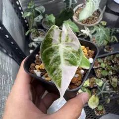 hinanami様 リクエスト 2点 まとめ商品