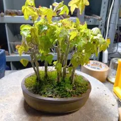 樹高16㎝ ハウチワカエデ 小品 ミニ 盆栽 真柏 黒松 五葉松 楓 紅葉 桜