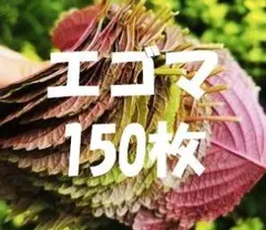 両面荏胡麻の葉　箱込み250g以上　キムチ醤油つけ　紫蘇　깻잎　들깨のサムネイル