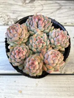 happy様 リクエスト 2点 まとめ商品