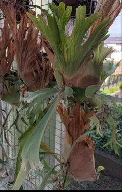 ビカクシダ　P.Willinkii cv. Coral Sporings 胞子葉のサムネイル