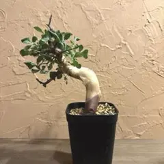 2025年最新】コミフォラ カタフの人気アイテム - メルカリ