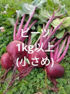 ビーツ(デトロイトダークレッド)　1kg以上(小さめ)のサムネイル