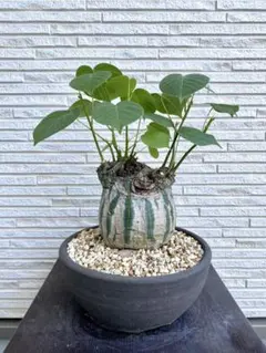 2025年最新】ボンバックスの人気アイテム - メルカリ