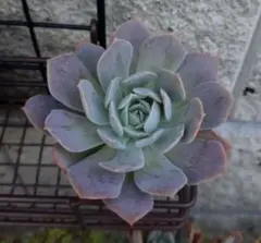 多肉植物　ルンヨニー　白い子セット エケベリア ルンヨニー Echeveria runyonii｜多肉植物図鑑