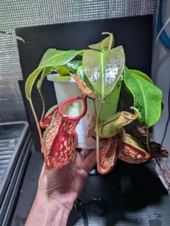 Nepenthes hybrid ウツボカズラ - メルカリ