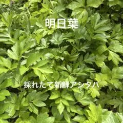 採れたて新鮮アシタバ　明日葉　約100gのサムネイル