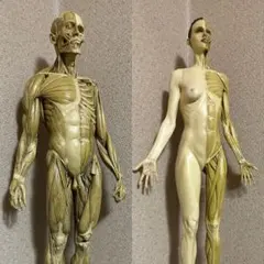 Anatomy Tools ANATOMY 男性 女性 人体模型 アナトミー 2025年最新】Anatomy toolsの人気アイテム - メルカリ