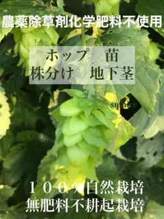 月の猫様 リクエスト 2点 まとめ商品