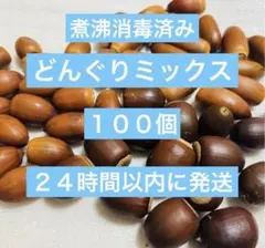 どんぐりミックス 100個