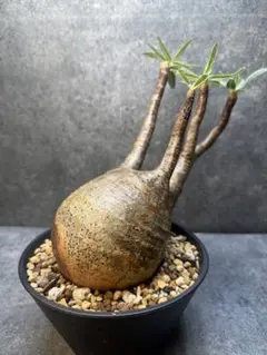 コミフォラ グラウケスケンス 発根済 発芽中 良型 現地株 塊根植物
