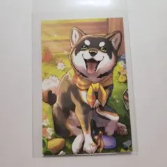 ノスタルジアコレクション 黒井しば