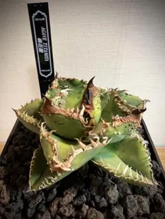 2026年最新】麻花龍の人気アイテム - メルカリ