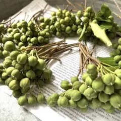 トベラ50本 花材 枝付き実物 グリーン 木の実リースやスワッグ ドライフラワー